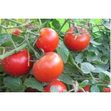 Редкие сорта томатов Радость Лета